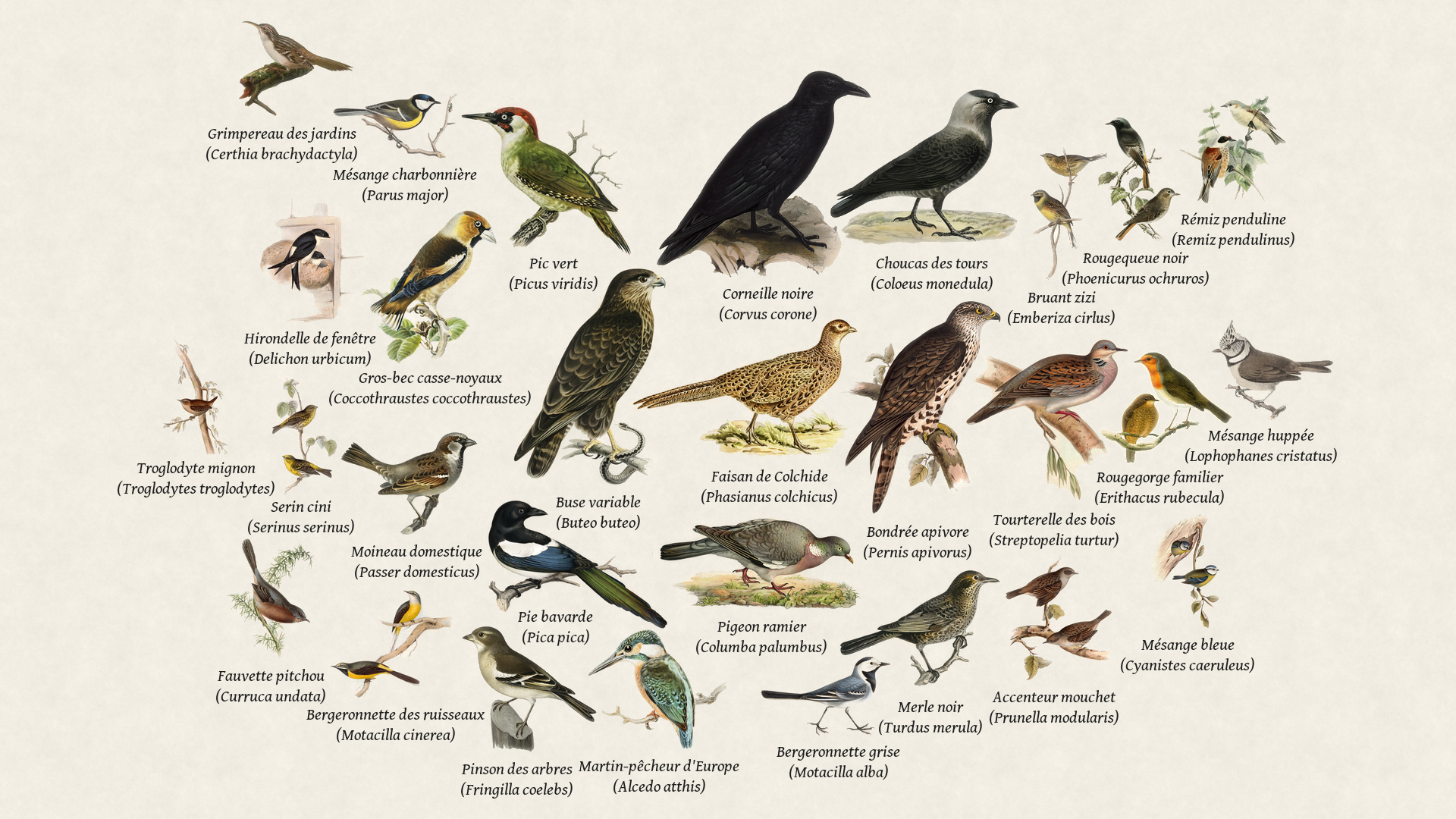 Birds seen recently
